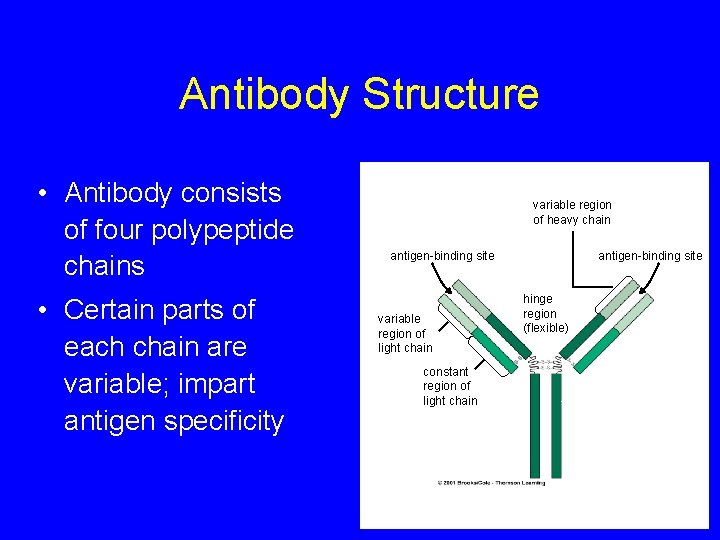 Antibody Structure • Antibody consists of four polypeptide chains • Certain parts of each