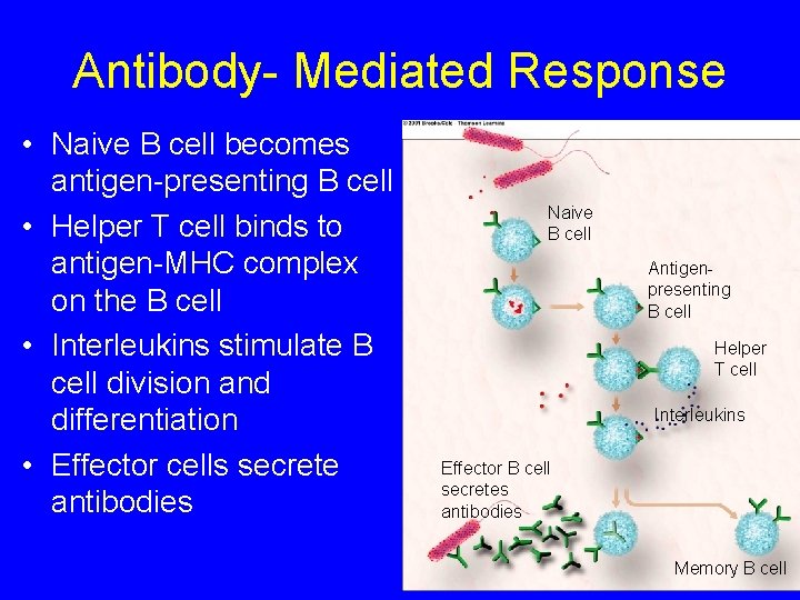 Antibody- Mediated Response • Naive B cell becomes antigen-presenting B cell • Helper T