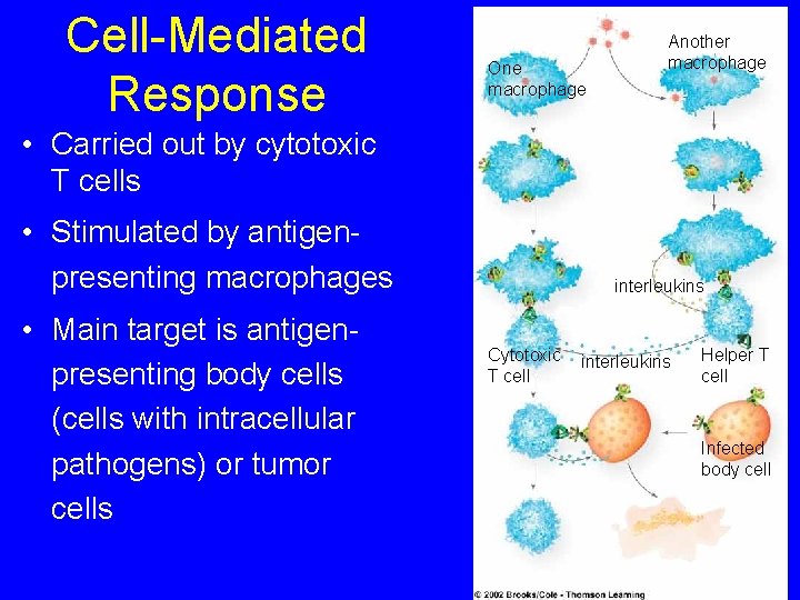 Cell-Mediated Response One macrophage Another macrophage • Carried out by cytotoxic T cells •