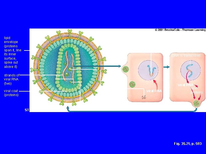 lipid envelope (proteins span it, line its inner surface, spike out above it) viral