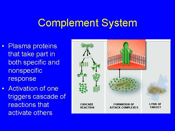 Complement System • Plasma proteins that take part in both specific and nonspecific response