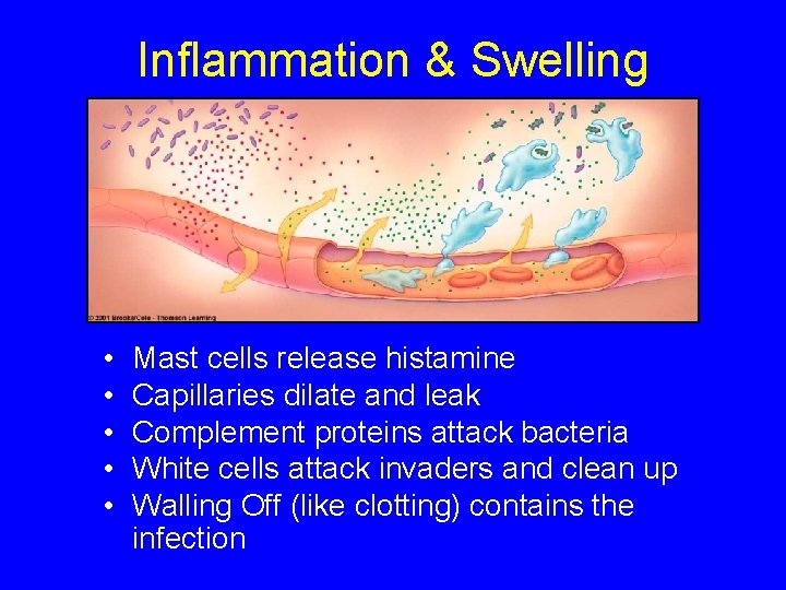 Inflammation & Swelling • • • Mast cells release histamine Capillaries dilate and leak