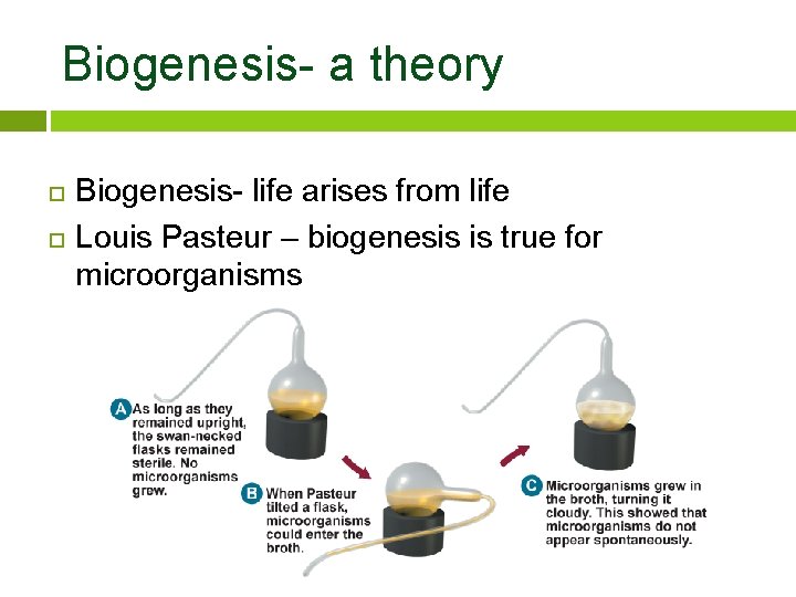 Biogenesis- a theory Biogenesis- life arises from life Louis Pasteur – biogenesis is true
