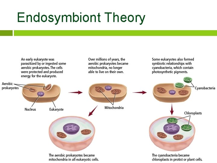 Endosymbiont Theory 