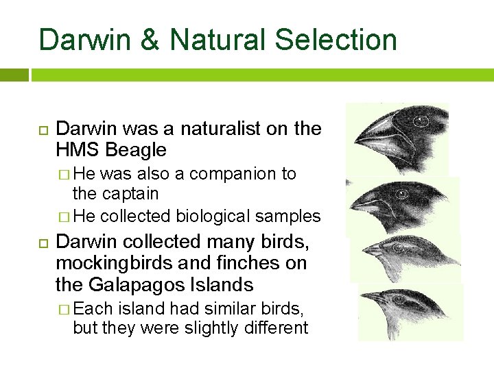 Darwin & Natural Selection Darwin was a naturalist on the HMS Beagle � He