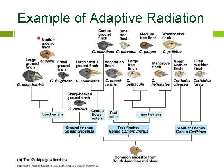 Example of Adaptive Radiation 