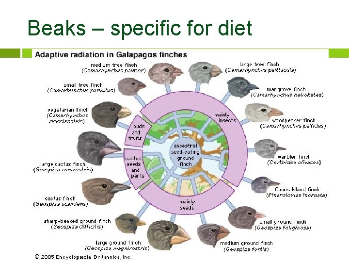 Beaks – specific for diet 