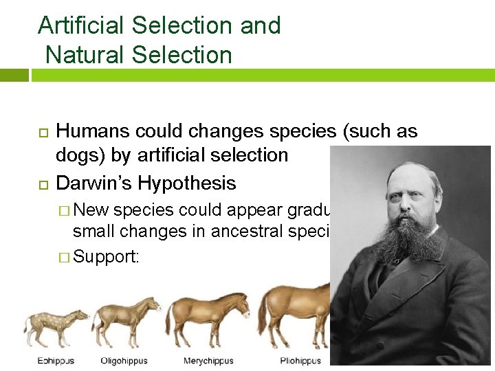 Artificial Selection and Natural Selection Humans could changes species (such as dogs) by artificial