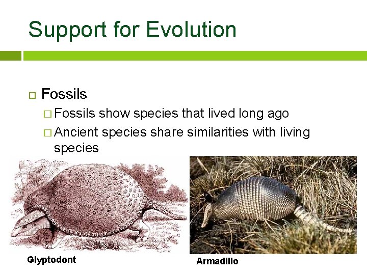 Support for Evolution Fossils � Fossils show species that lived long ago � Ancient