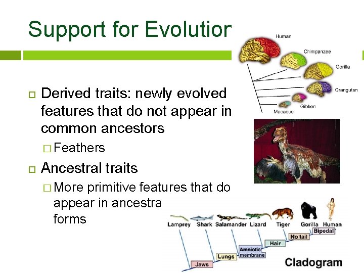 Support for Evolution Derived traits: newly evolved features that do not appear in common