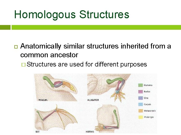 Homologous Structures Anatomically similar structures inherited from a common ancestor � Structures are used