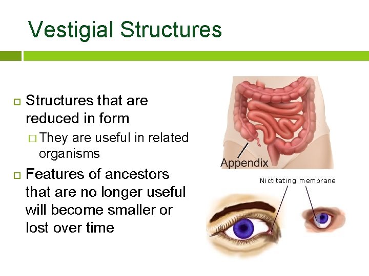 Vestigial Structures that are reduced in form � They are useful in related organisms