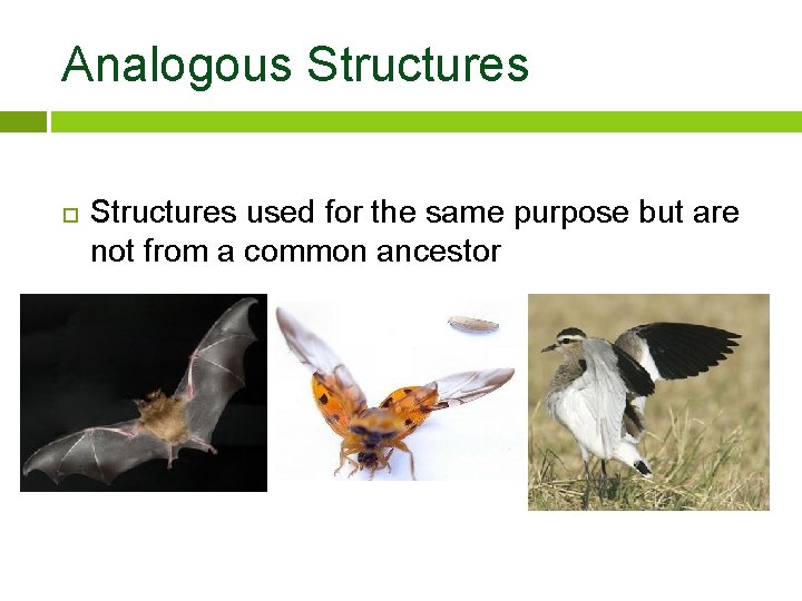 Analogous Structures used for the same purpose but are not from a common ancestor