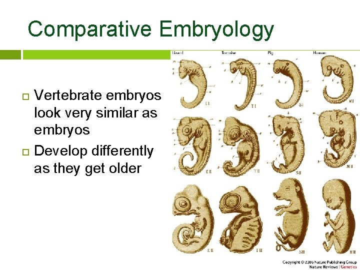 Comparative Embryology Vertebrate embryos look very similar as embryos Develop differently as they get