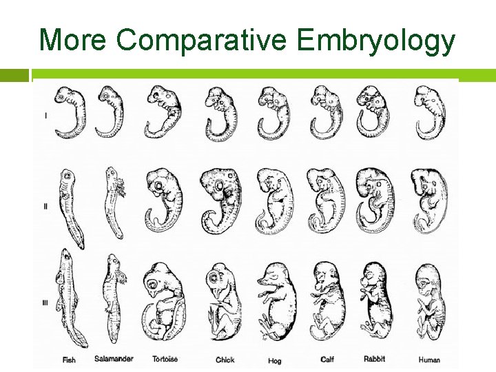 More Comparative Embryology 