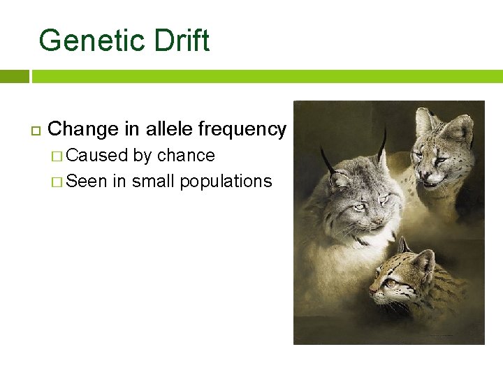 Genetic Drift Change in allele frequency � Caused by chance � Seen in small