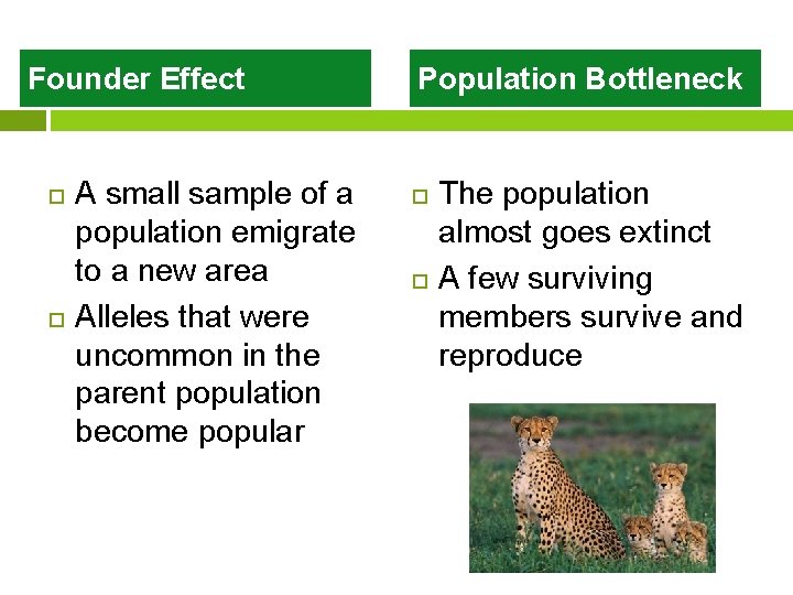 Founder Effect A small sample of a population emigrate to a new area Alleles