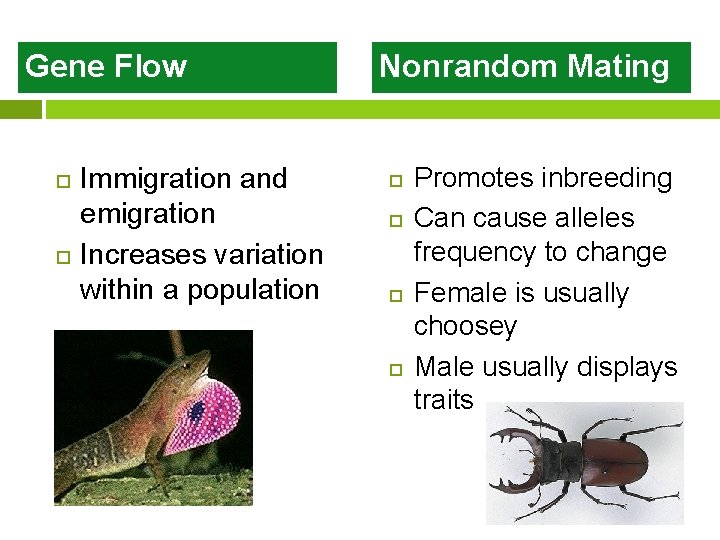 Gene Flow Immigration and emigration Increases variation within a population Nonrandom Mating Promotes inbreeding