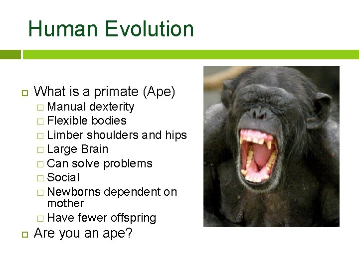 Human Evolution What is a primate (Ape) � Manual dexterity � Flexible bodies �
