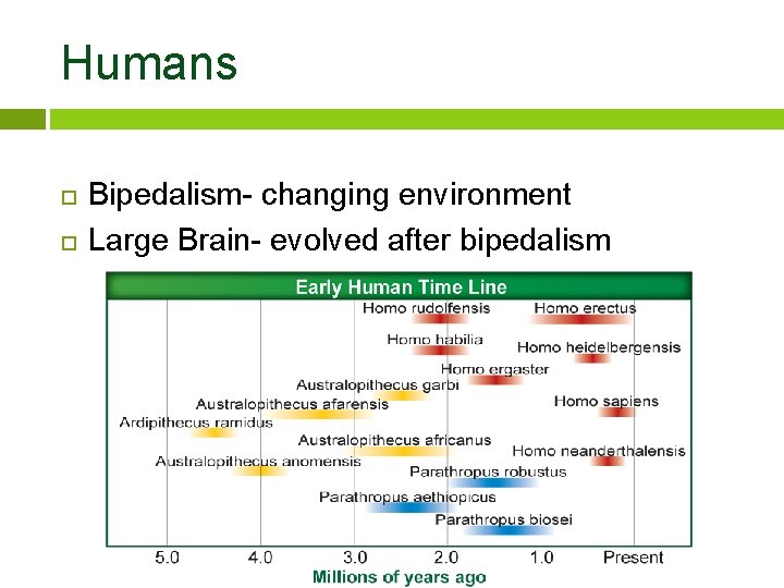 Humans Bipedalism- changing environment Large Brain- evolved after bipedalism 