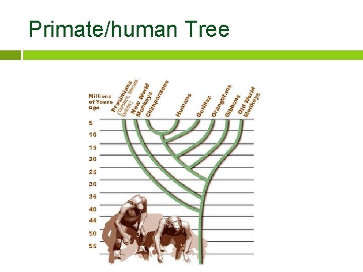 Primate/human Tree 