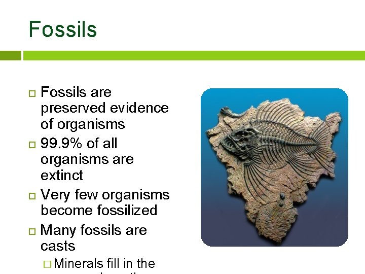 Fossils Fossils are preserved evidence of organisms 99. 9% of all organisms are extinct