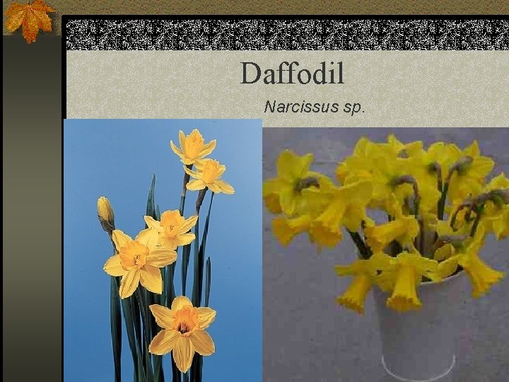 Daffodil Narcissus sp. 