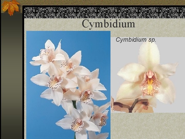 Cymbidium sp. 