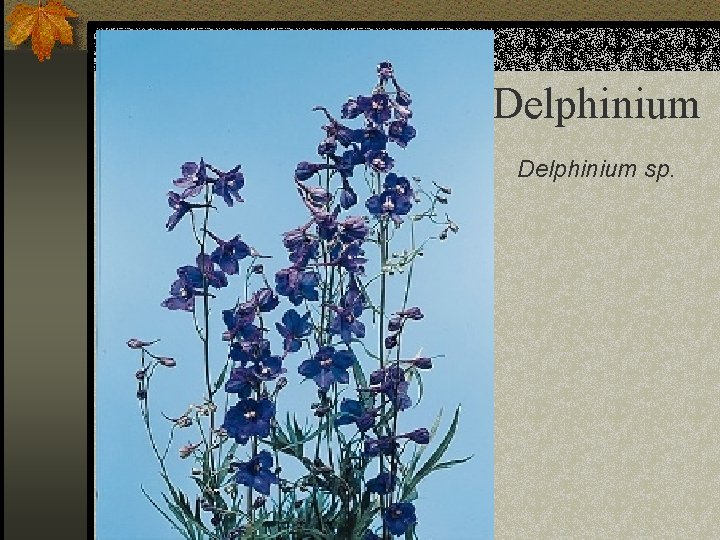 Delphinium sp. 