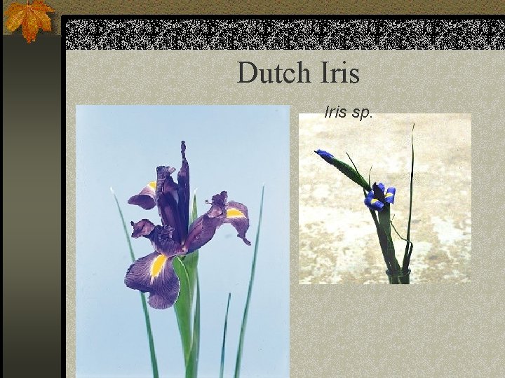 Dutch Iris sp. 