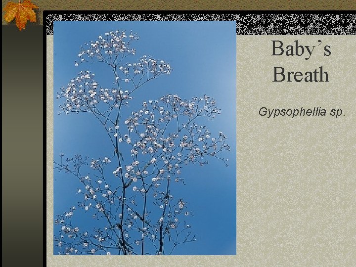 Baby’s Breath Gypsophellia sp. 