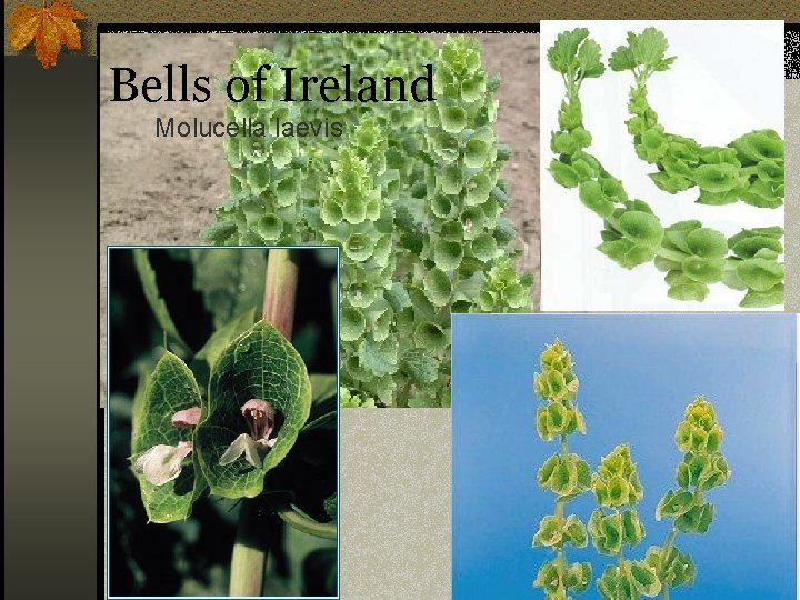 Bells of Ireland Molucella laevis 