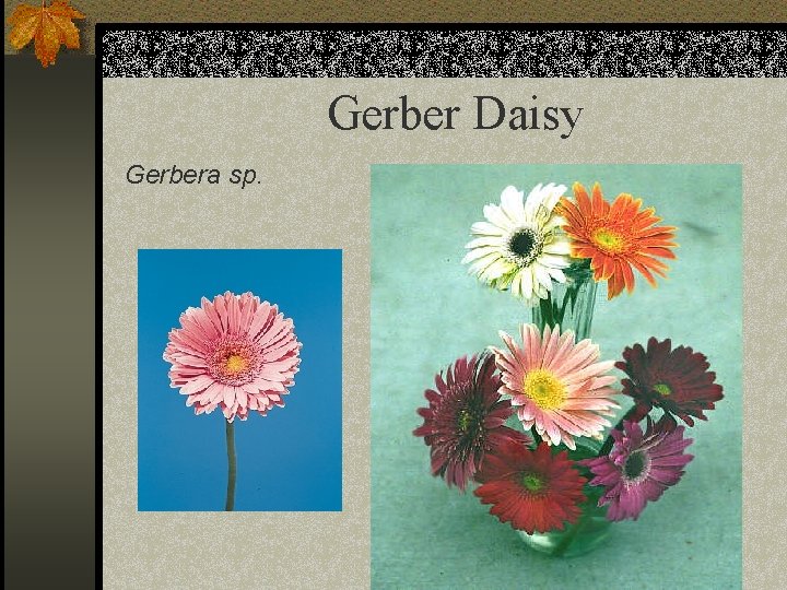 Gerber Daisy Gerbera sp. 