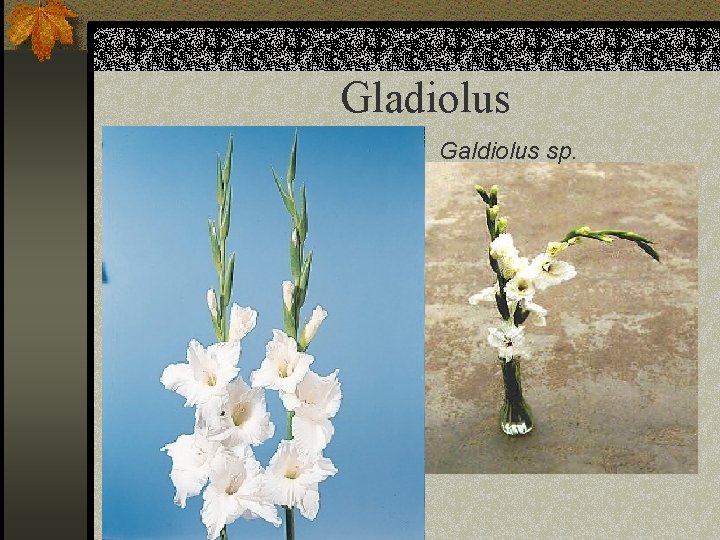 Gladiolus Galdiolus sp. 