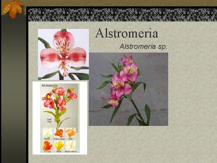 Alstromeria sp. 