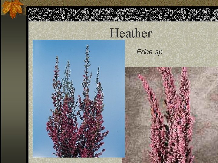 Heather Erica sp. 