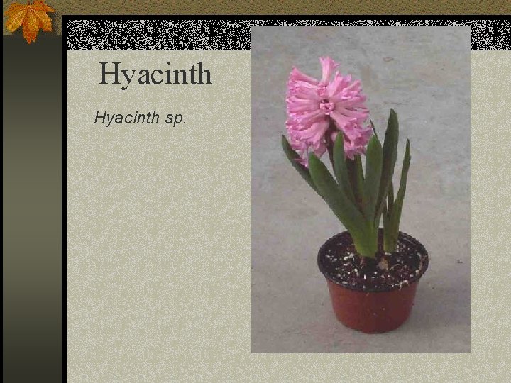 Hyacinth sp. 