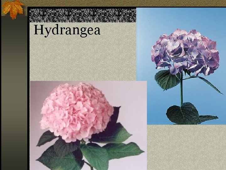 Hydrangea n Hydrangea sp. 