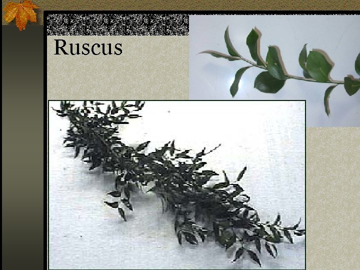 Ruscus n Ruscus sp. 