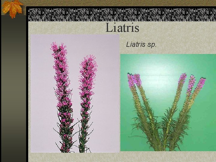 Liatris sp. 