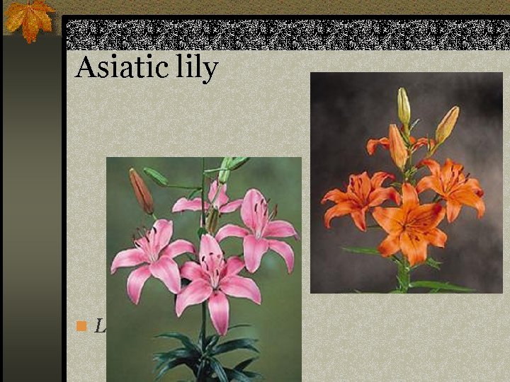 Asiatic lily n Lilium sp. 