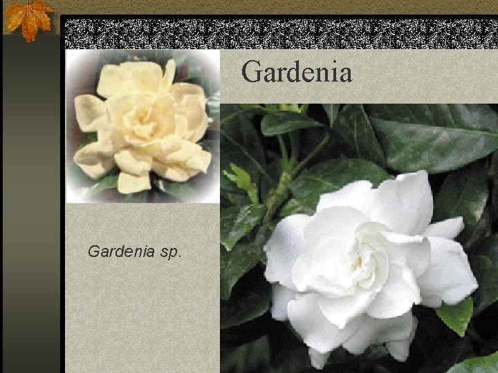 Gardenia sp. 
