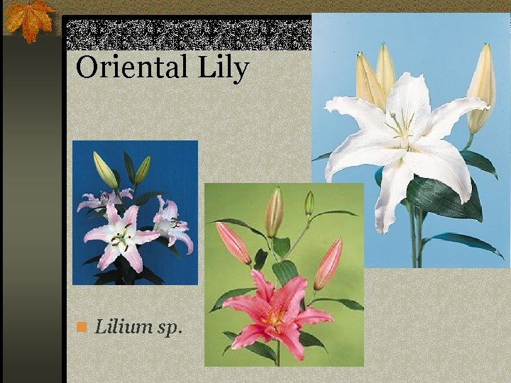 Oriental Lily n Lilium sp. 