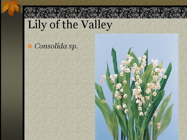 Lily of the Valley n Consolida sp. 