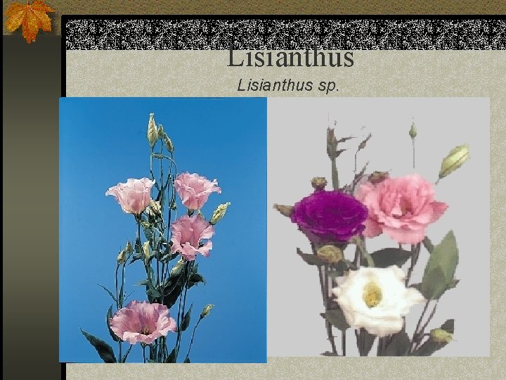 Lisianthus sp. 