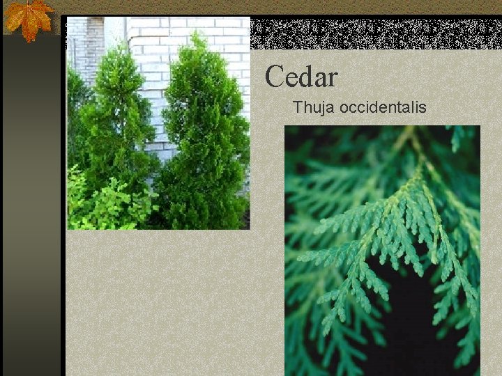 Cedar Thuja occidentalis 