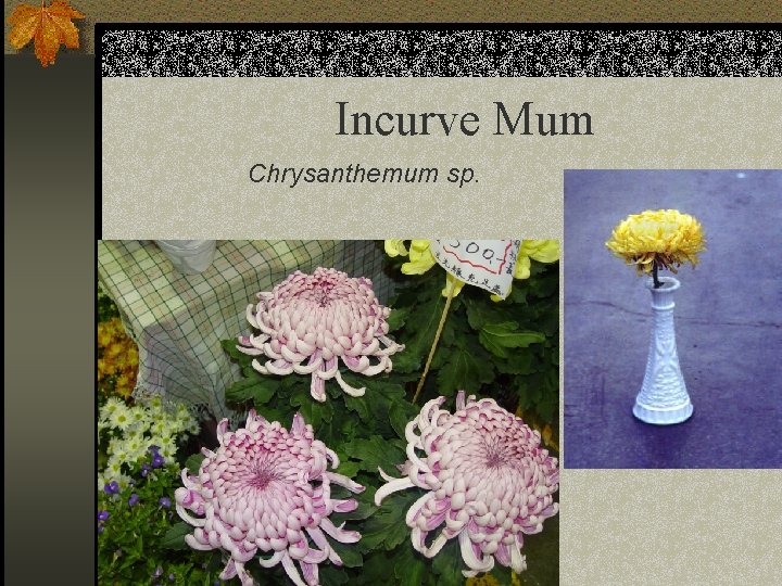 Incurve Mum Chrysanthemum sp. 