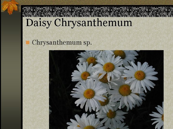 Daisy Chrysanthemum n Chrysanthemum sp. 