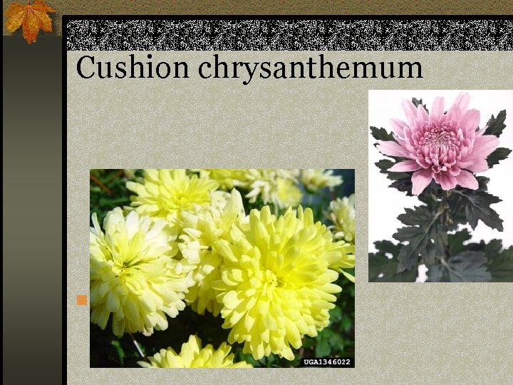 Cushion chrysanthemum n Chrysanthemum sp. 