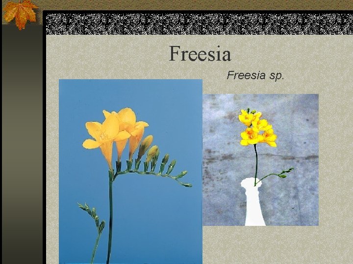 Freesia sp. 